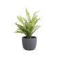 15 INCH FERN IN BLACK POT