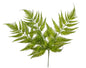 BRACKEN FERN STEM