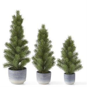 PINE TREE IN GRAY OMBRE POT
