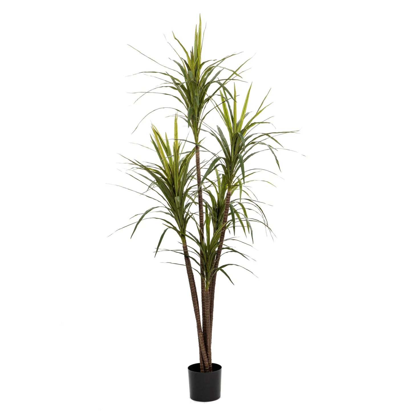 DRACAENA MARGINATA TREE 6'