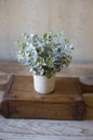 BOXWOOD SAGE PLANT