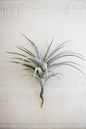 ARTIFICIAL SOFT AIR PLANT