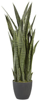 3' SNAKE PLANT