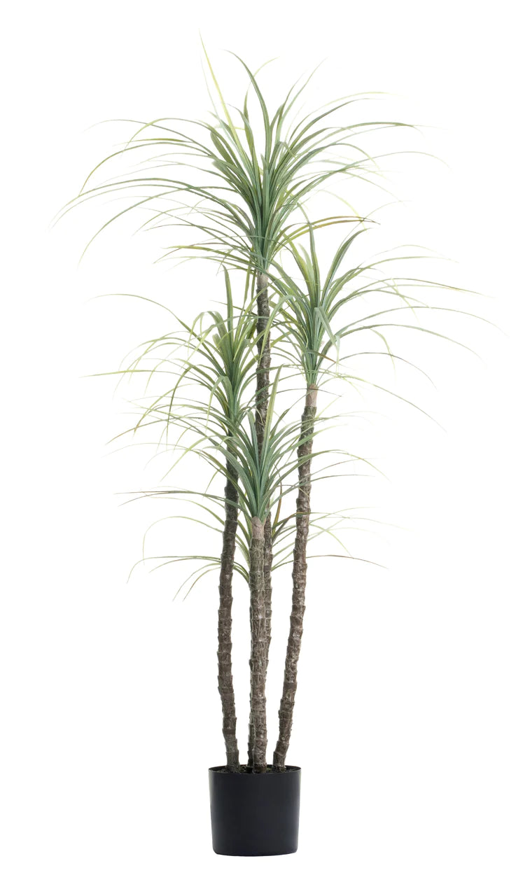 5.5' UV TREATED YUCCA TREE