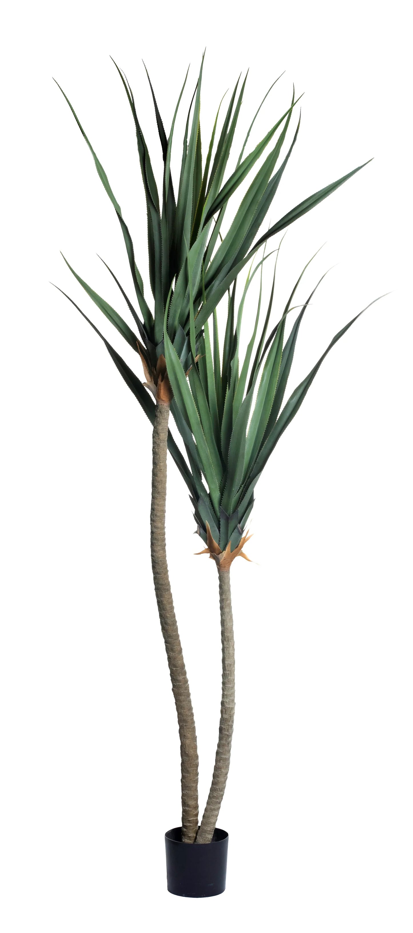 9' PANDANUS TREE