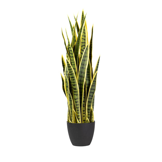 3' SNAKE PLANT YELLOW/GREEN