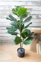 POTTED FIDDLE LEAF FIG TREE