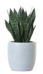 18" SNAKE PLANT IN WHITE PLANTER