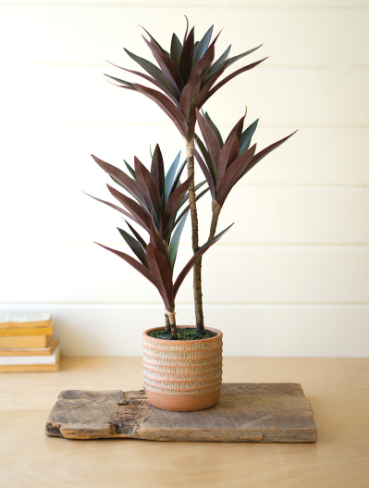 YUCCA PLANT IN POT