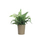 ARTIFICIAL FERN IN PAPER POT