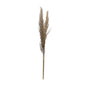 NATURAL PAMPAS GRASS BUNCH