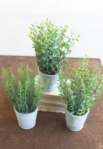 HERBS IN CEMENT POT