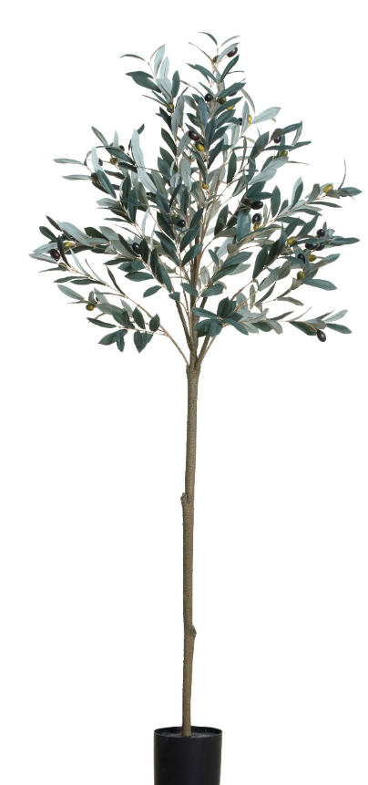 OLIVE TREE