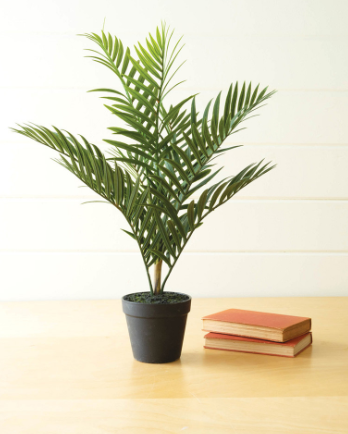 POTTED ARECA PALM